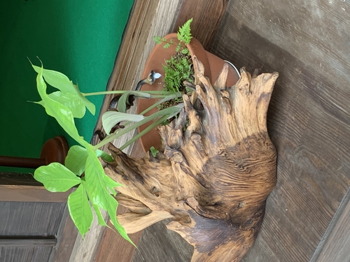 端午の節句飾り